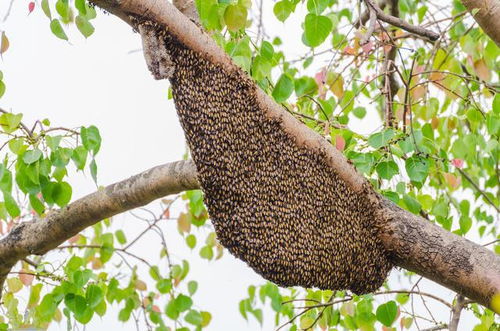 蜜蜂养殖技术 中蜂群分蜂初期分蜂热的特征及应对措施