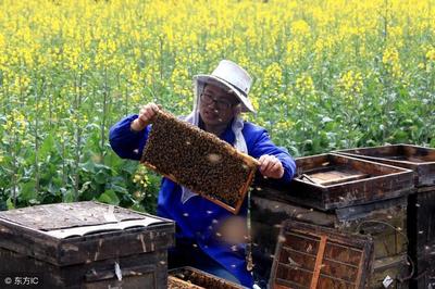 发展林下蜜蜂养殖的重要意义