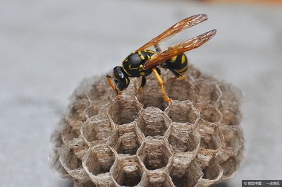 堪称奇迹!山林里的马蜂竟然可以养殖,可惜就是害苦了养蜜蜂的
