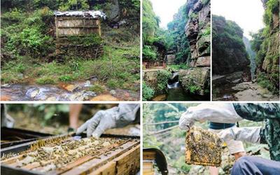 蜜蜂养殖实用技术--如何选择养蜂场地,如何摆放蜂箱