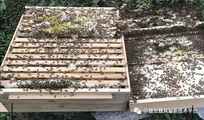 蜜蜂养殖:如何估算蜂群群势