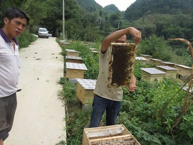 蜂蜜百科-蜜蜂养殖