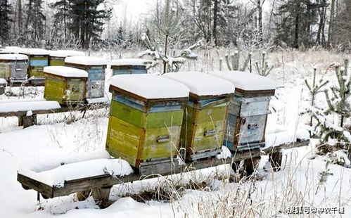 冬季蜂群管理方法